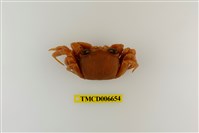 藏品(斯氏沙蟹)的圖片